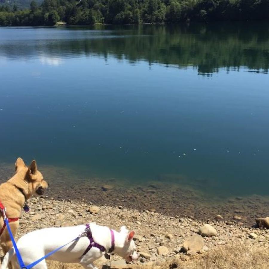 smooth clear lake with two dogs on leash eyeing the opposite shore