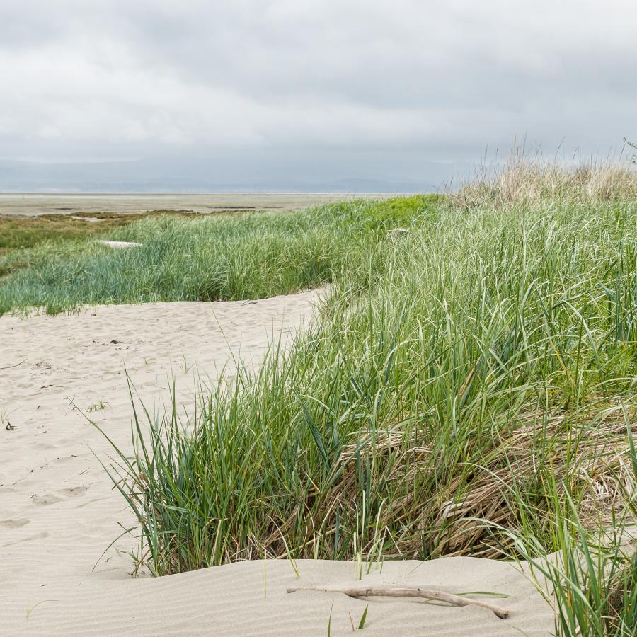 sand dunes and marsh grasses blowing in the wind with cloudy skies above