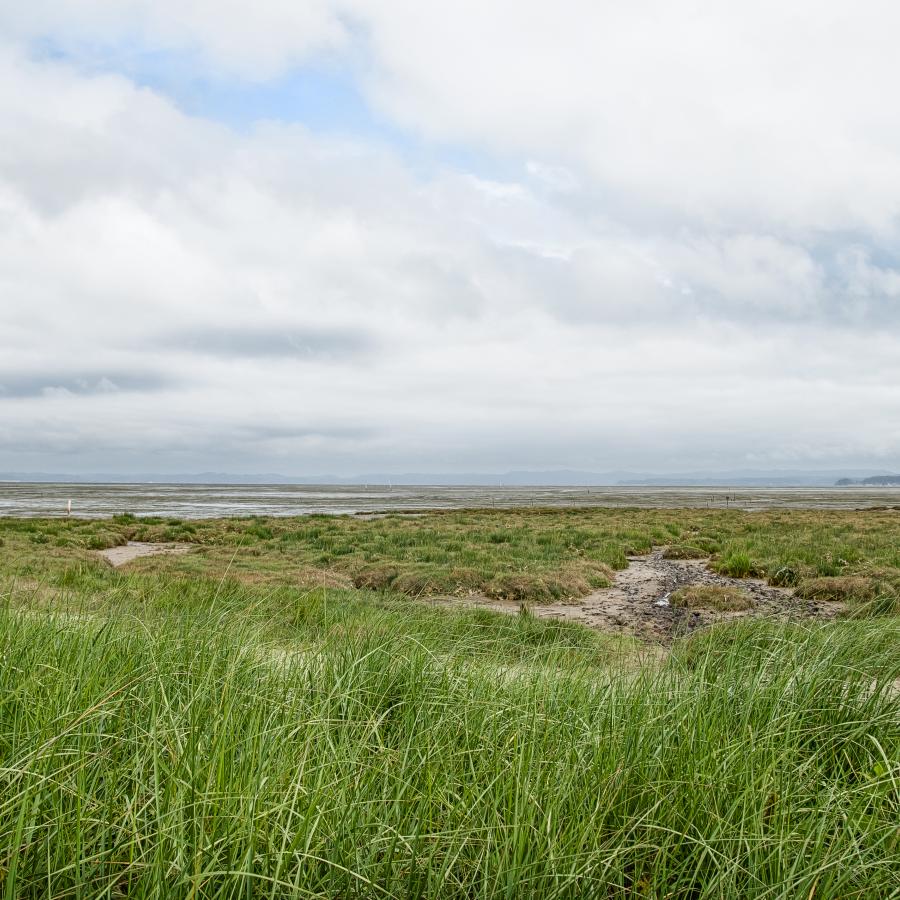 marsh land stretching out to the sky with clouds to the horizon