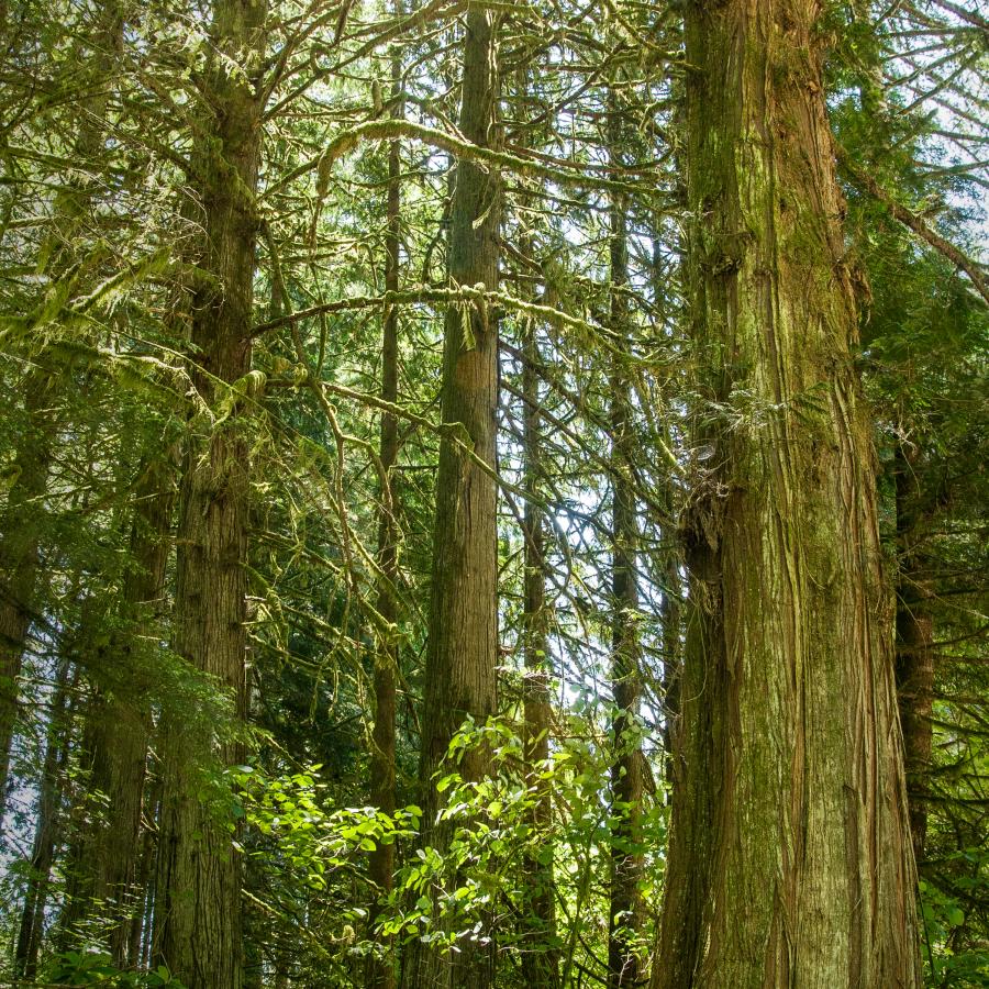 Lewis & Clark large old growth trees with sunlight streaming through 