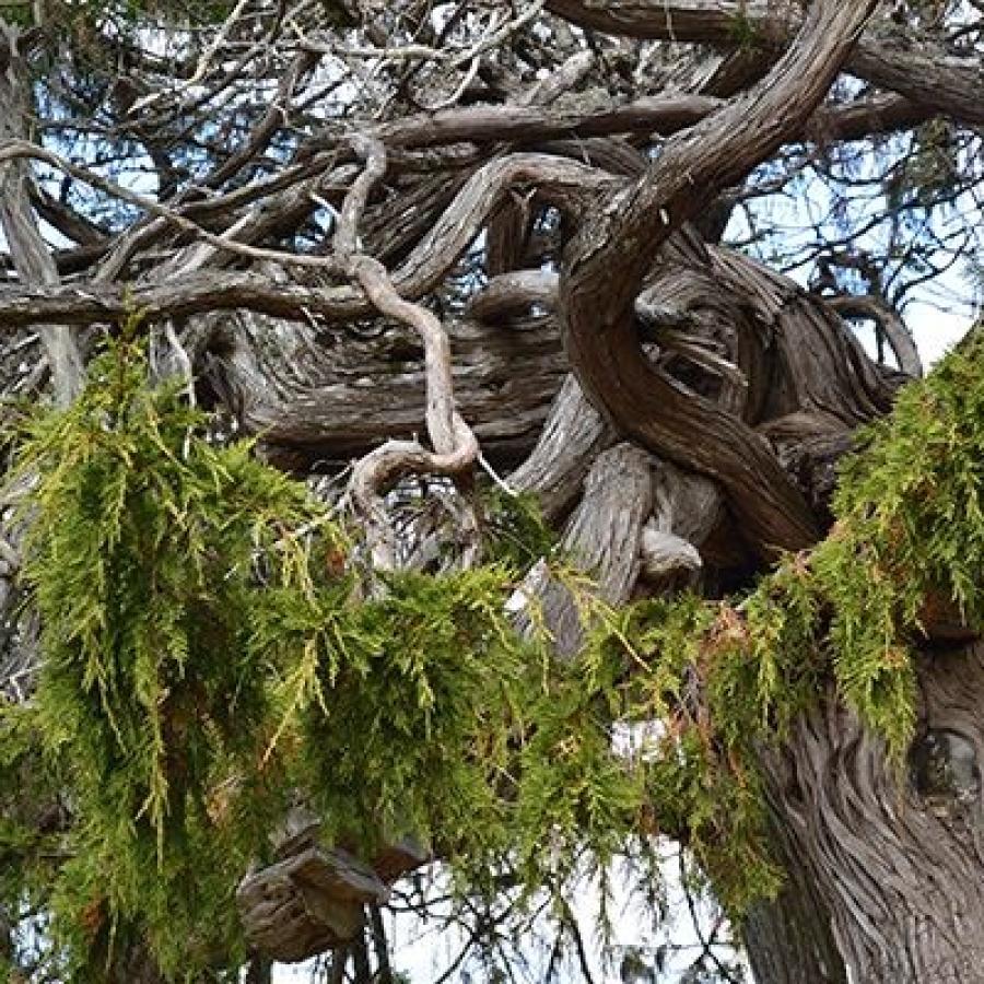 Wild branches with minimal leaves overlapping and crisscrossing in a confused tangle. This interesting tree has brownish-gray bark. 