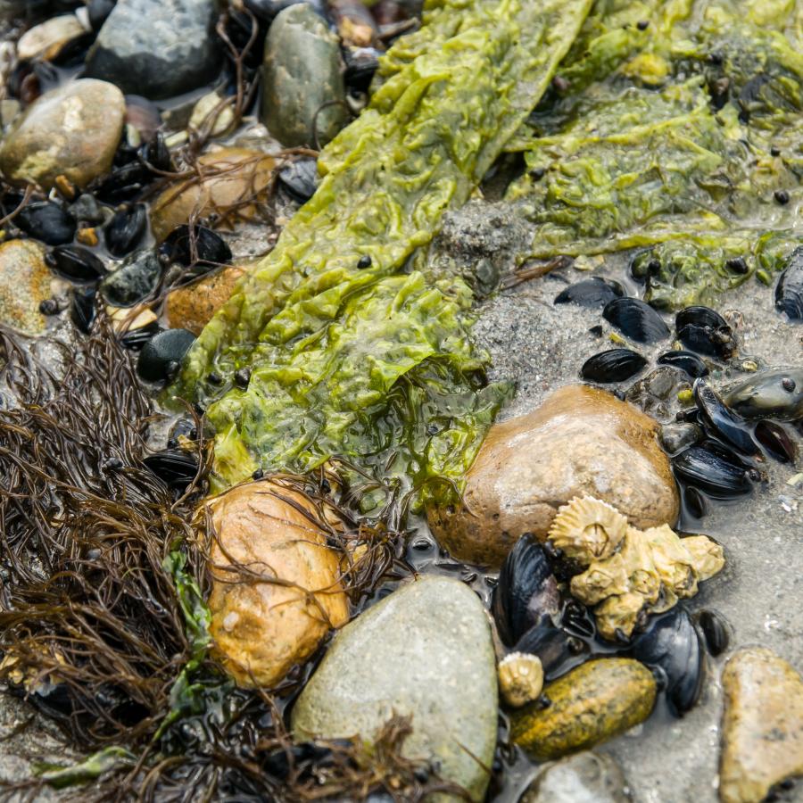 Closeup of sea life on the beach. Barnacles, clams, and some sea plants. 