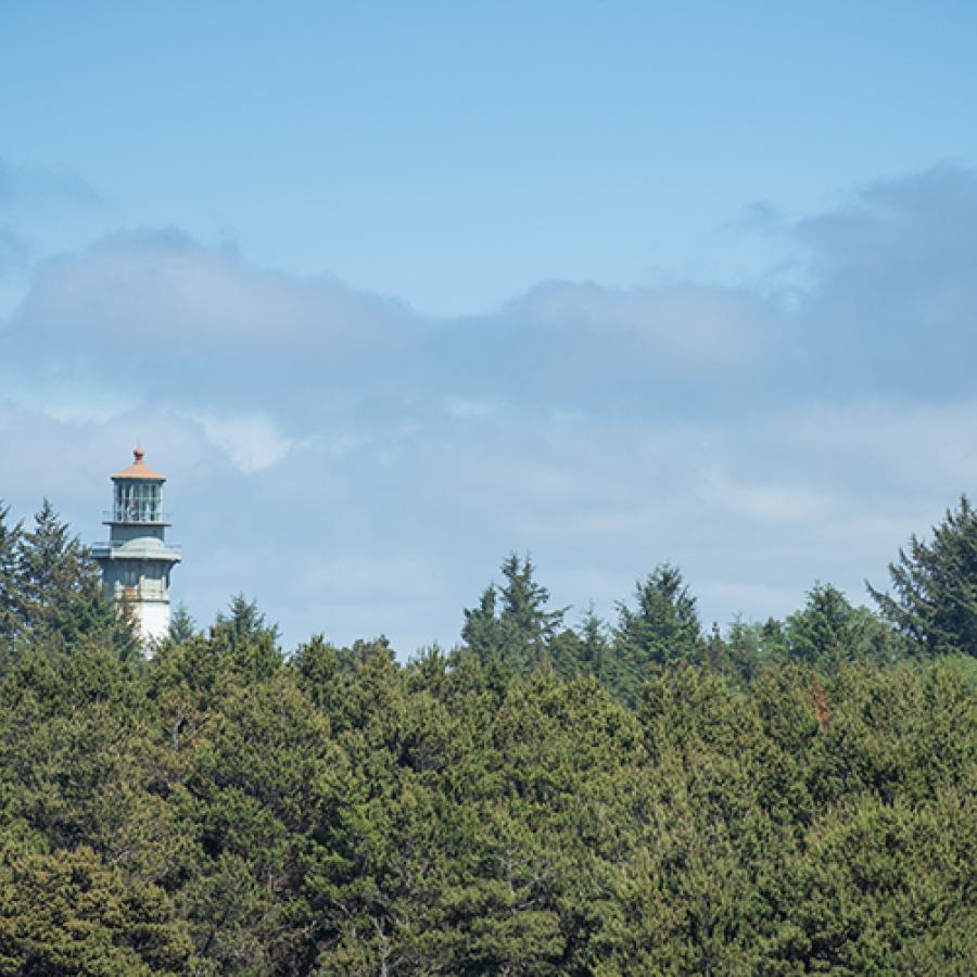 A row of trees with Westport Lighthouse peaking out in the background.