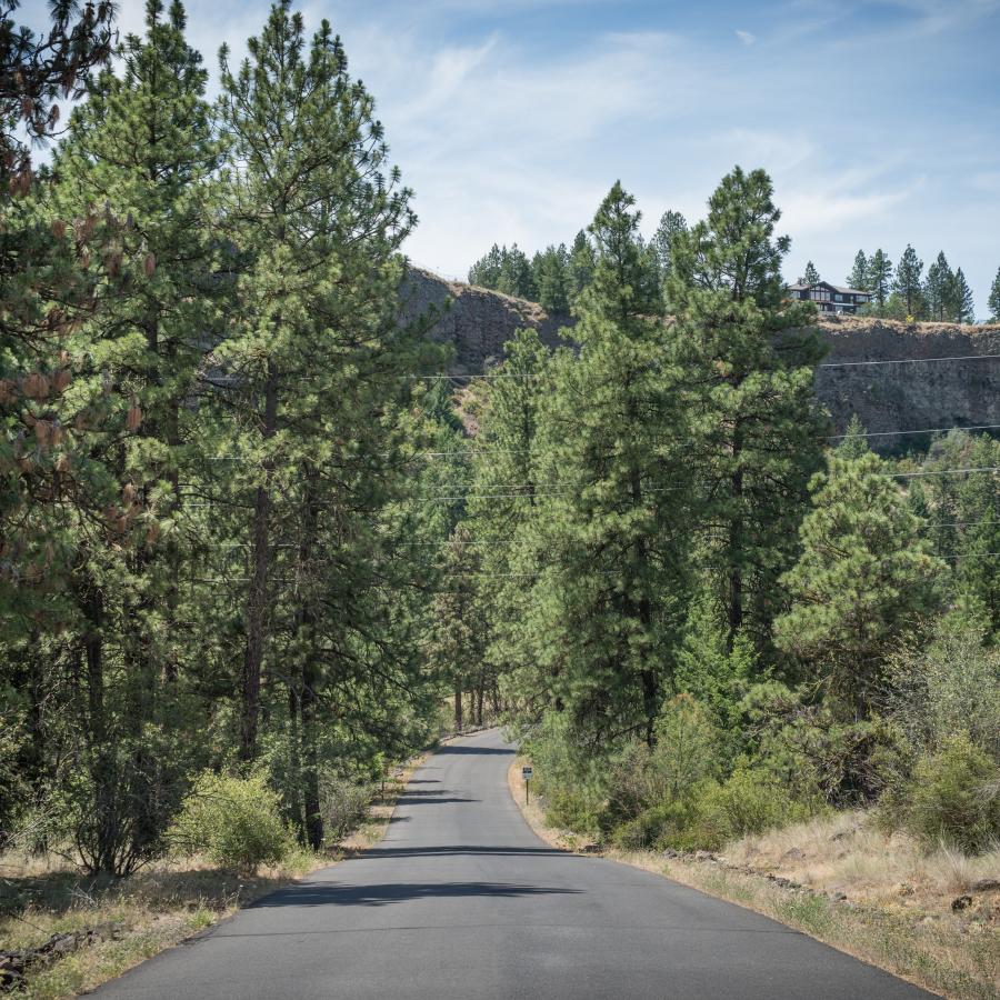 A concrete trail stretches through tall trees with rocky cliffs in the background.