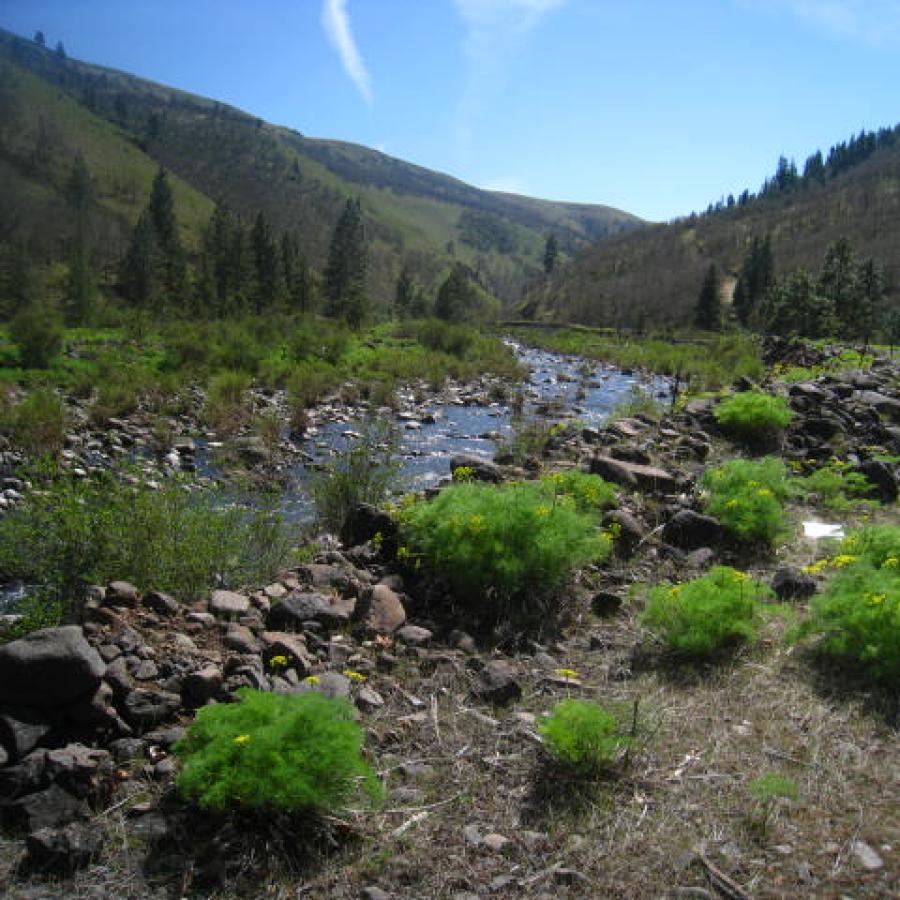 A rocky creek runs through tree covered hillsides.