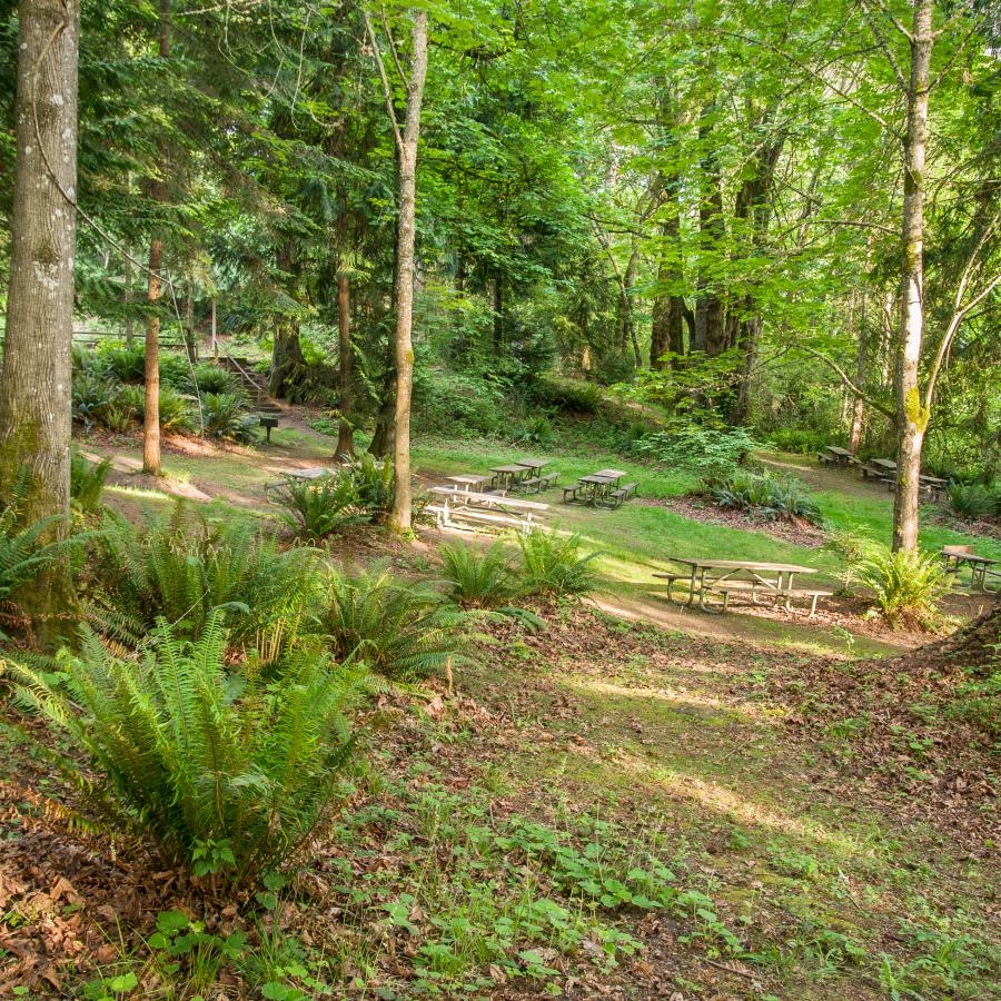 Kopachuck picnic area with tables trees and ferns