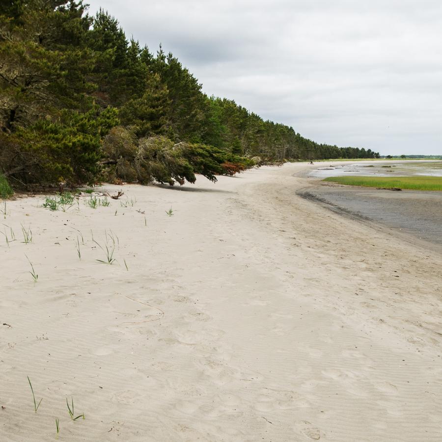 coastal beach of white sand beneath hillside of forest trees