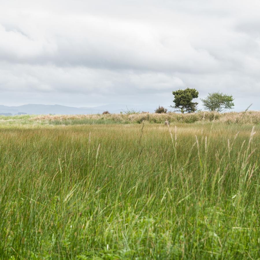 expansive grass field with two trees in the distance under cloudy skies