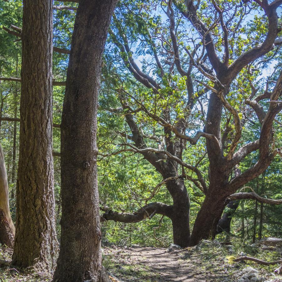 Pine cones line a hiking trail cutting through a windy limbed treed grove with shadows casting across the trail. 