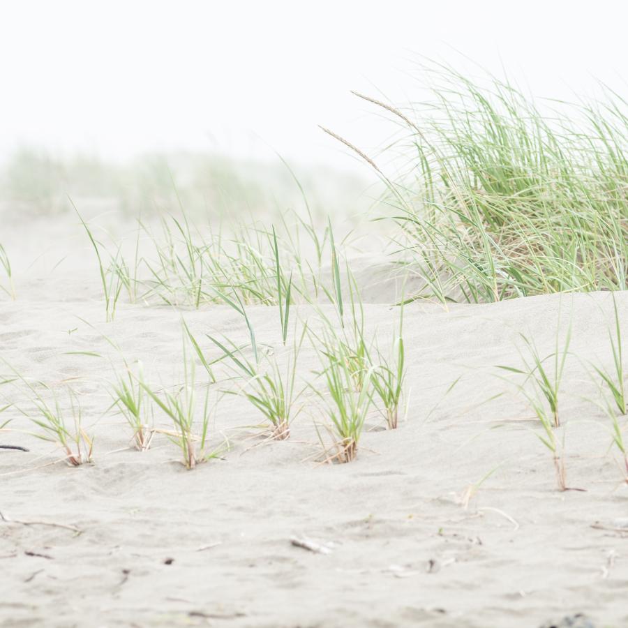 ocean beach dunes with sprigs of grass blowing in the wind