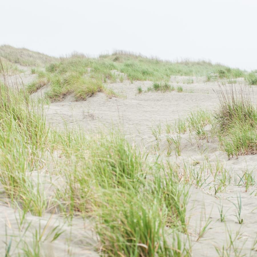 beach dunes with sea grass blowing in the wind