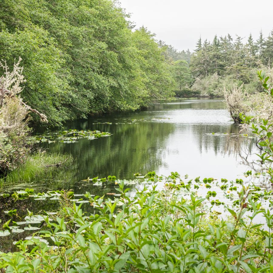 lake view look at a channel lined by flowing shrubs and trees