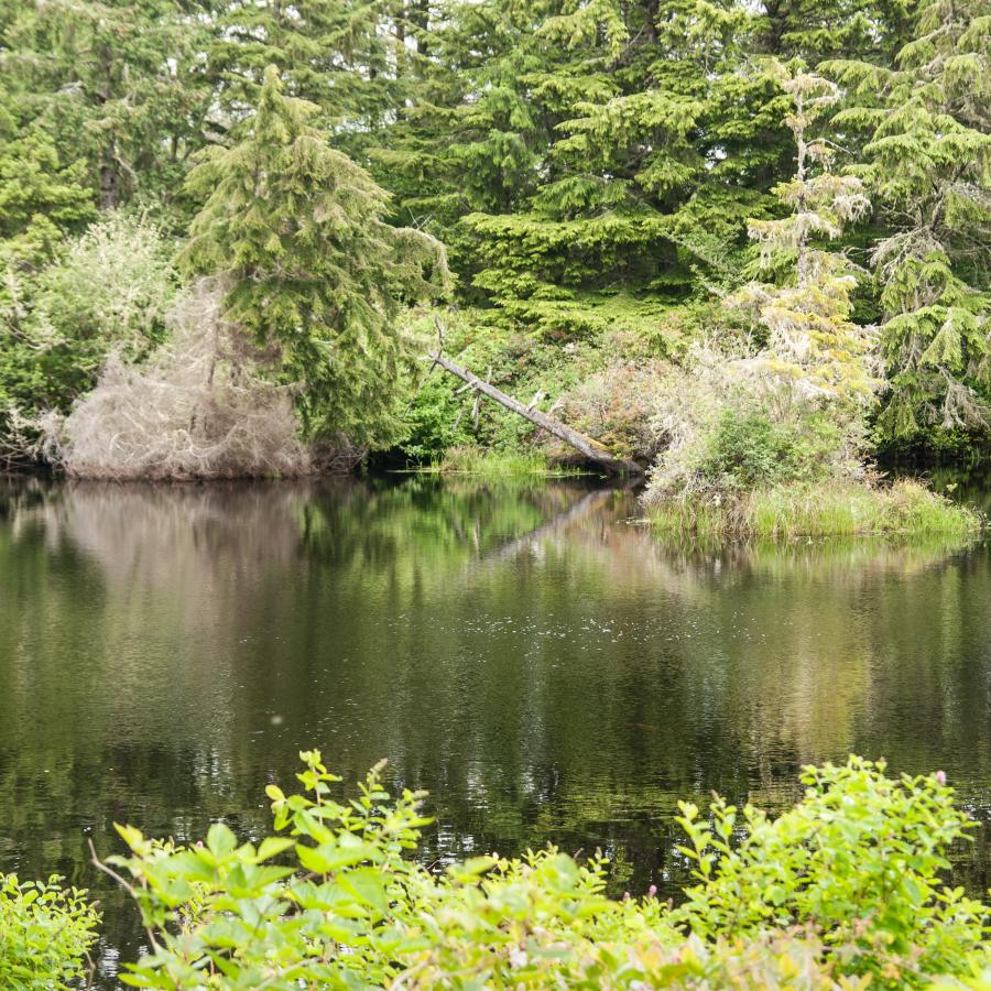 lake view from platform of very shrubby and tree lined shore