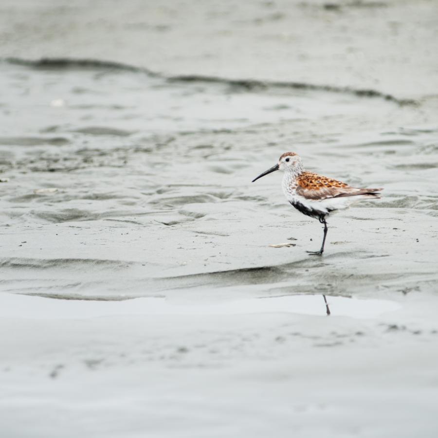 closeup of sandpiper bird looking down at the receding ocean water