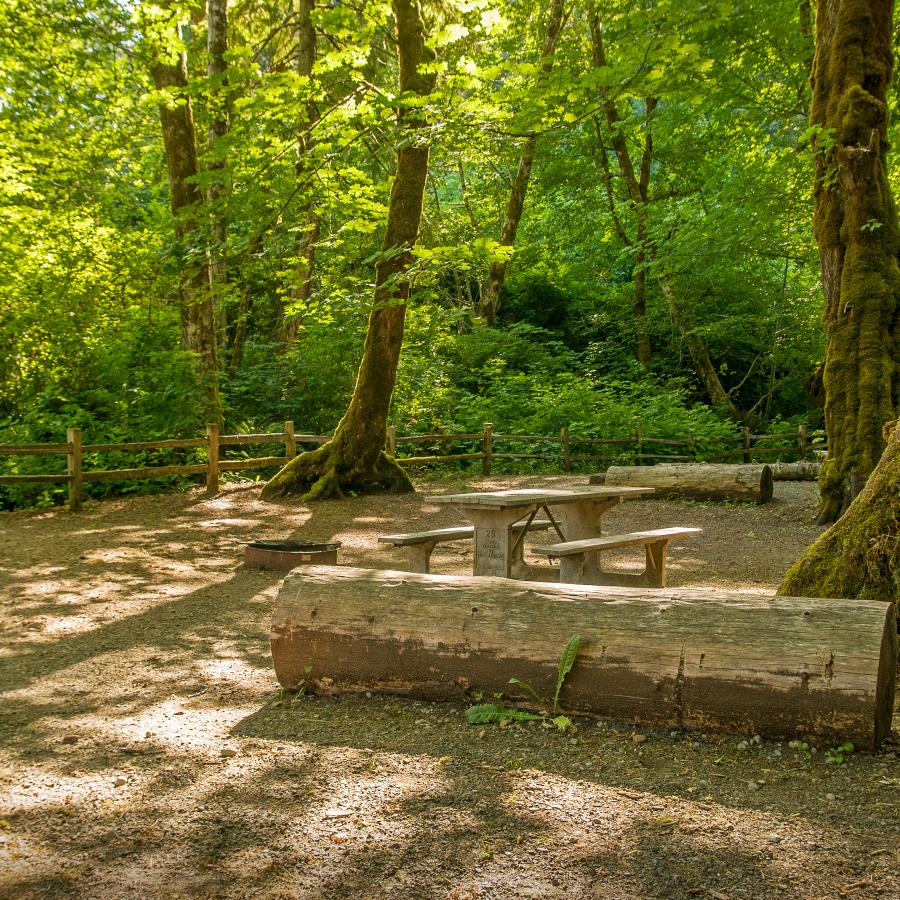 primitive campsite with large log and picnic table align the site