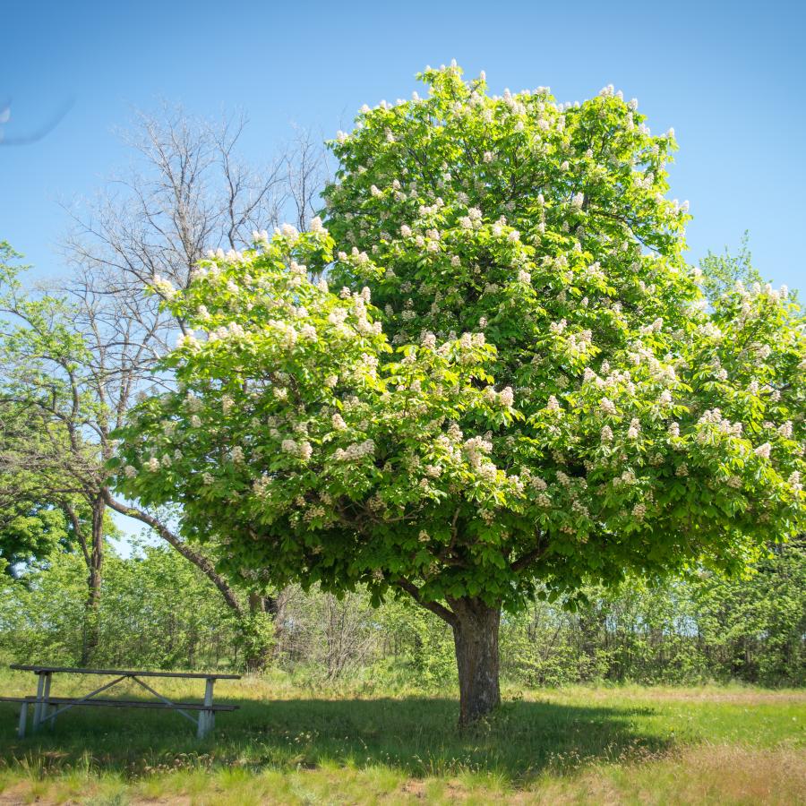 Picnic table sits in green grass with a tree providing shade and a blue sky, trees and bushes in the background