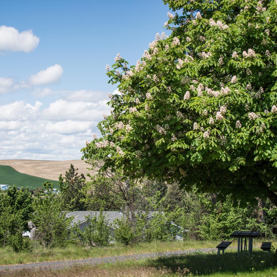 A large green tree shading a picnic table on green grass looking out at houses with farm fields of cut golden wheat and green rice behind. 