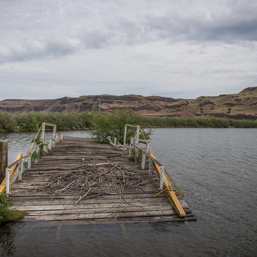 The old, decommissioned and dilapidated Lyons Ferry sits in a cove of the river. The old ferry has yellow and white side beams with wood planks for the platform. Trees or bushes have started growing on the edges of the ferry.