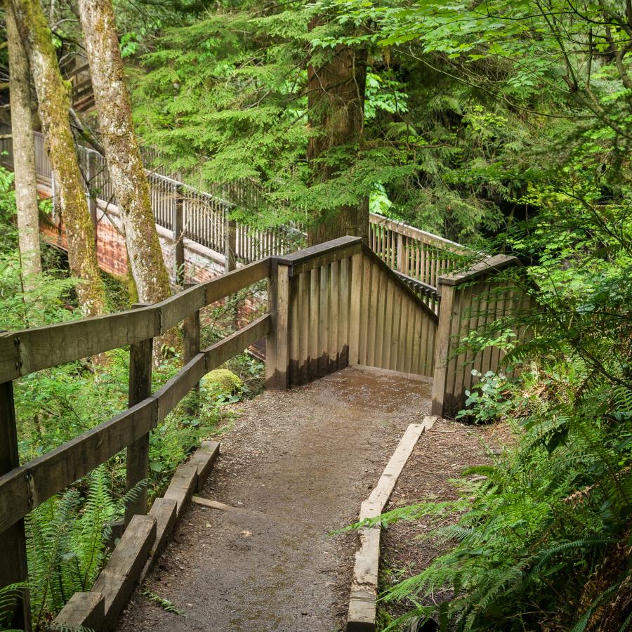 Dirt trail leading to a wooden bridge in the distance flanked on both sides by lush green trees and undergrowth. The trail is sloping down and there appears to be some steps just out of sight. 