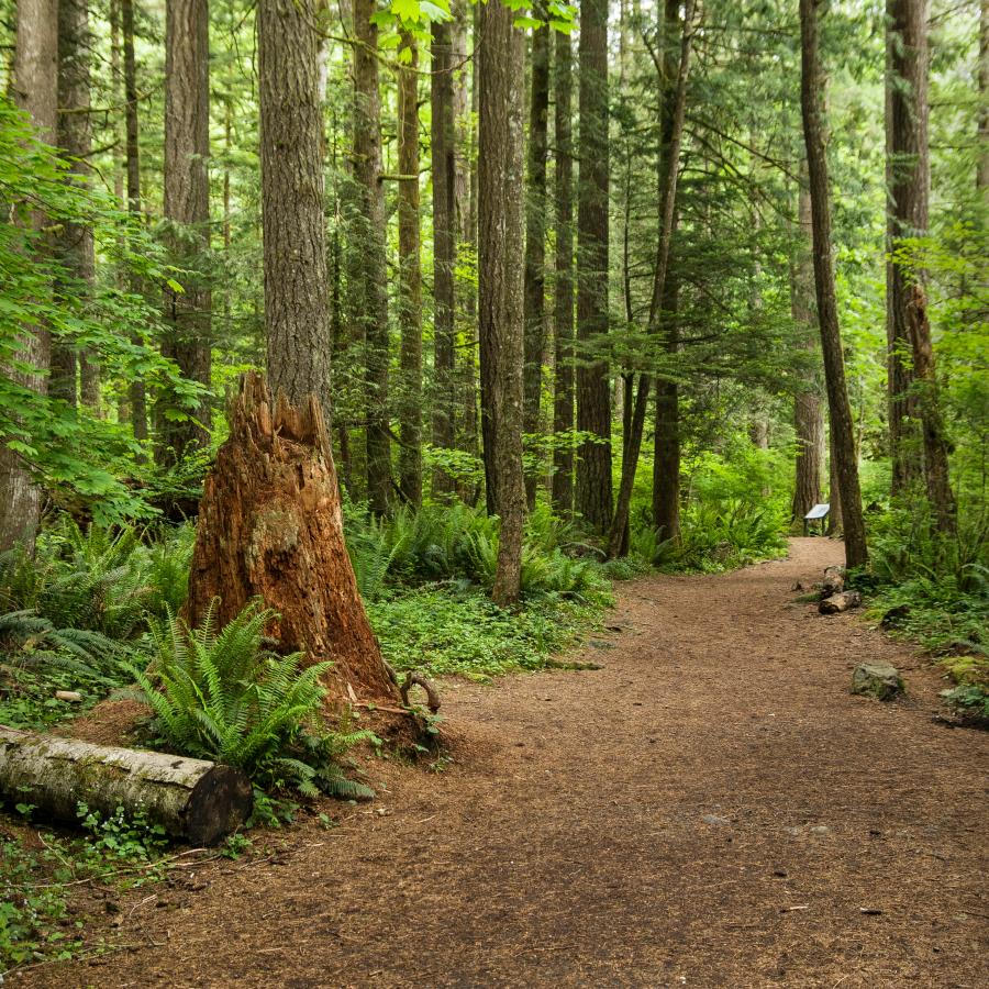 Natural hiking trail with tall, lush green trees on both the left and right of the trail. On the left side of the trail toward the middle of the photo is a dead tree stump that appears to be reddish brown and had numerous bird holes drilled into it. There is also a sign in the far distance that is illegible. 