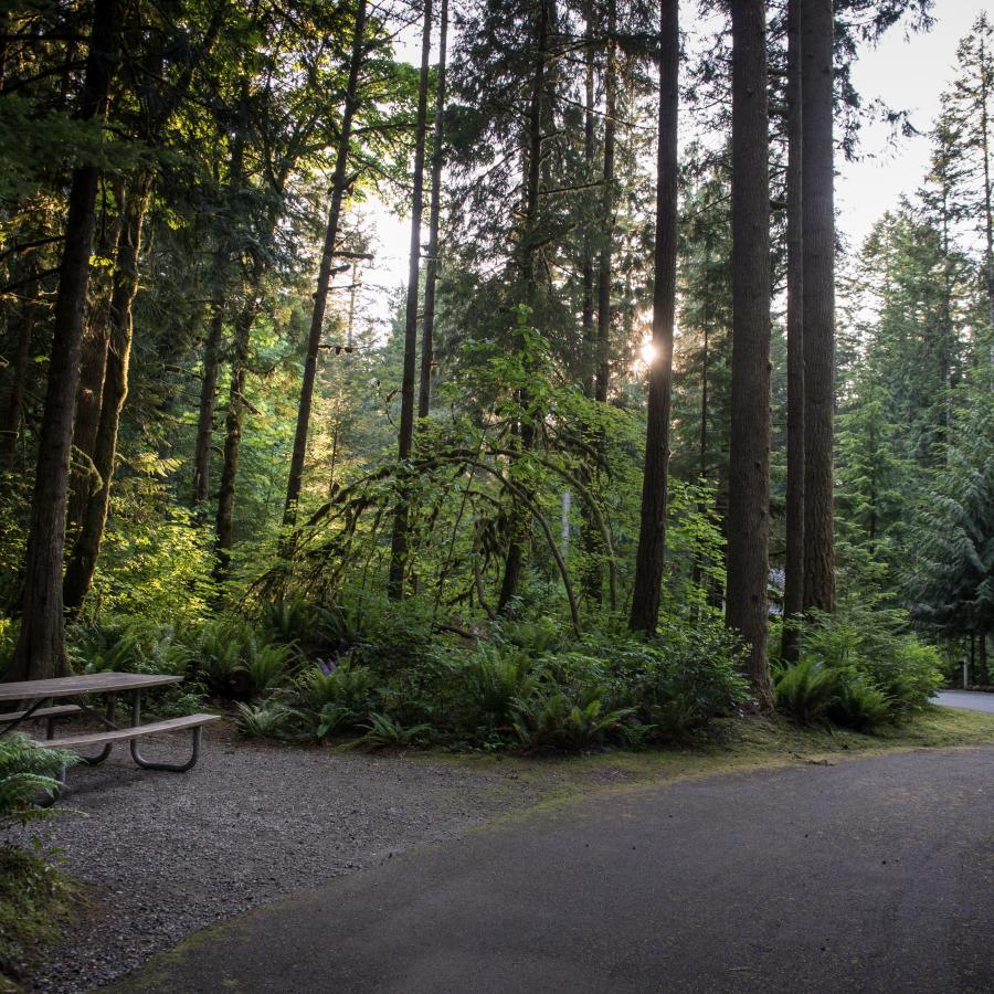 Rasar day use area with a paved driveway in the center-right of the image with a picnic table on the left on a rocky clearing. The area is surrounded by tall, lush green trees. 