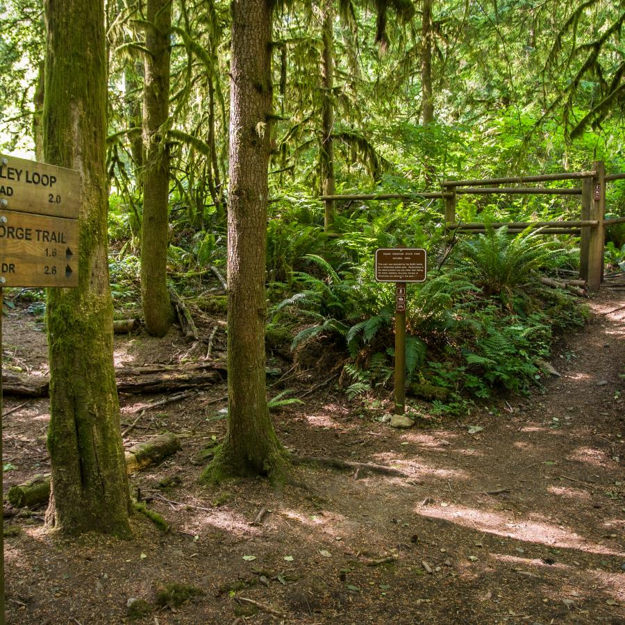 Dirt trail junction with a wooden sign on the left that says "May Valley Loop" trailhead 2.0" with an arrow to the left. Underneath it says "Bullitt George Trail Central Peak 1.6" with an arrow to the right and "Mountainside dr 2.6" with another arrow to the right. 