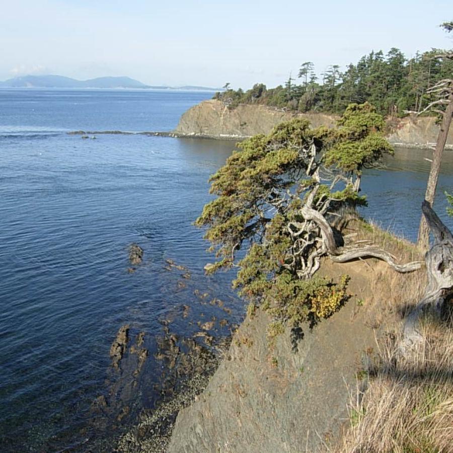 high lookout over the waterways with scraggly trees jutting out from the cliff