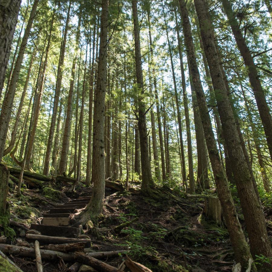 The foreground of the image is littered with sections of fallen logs and downed trees. There are stairs in the midground and the background features tall, grey to brown tress with lush green leaves.