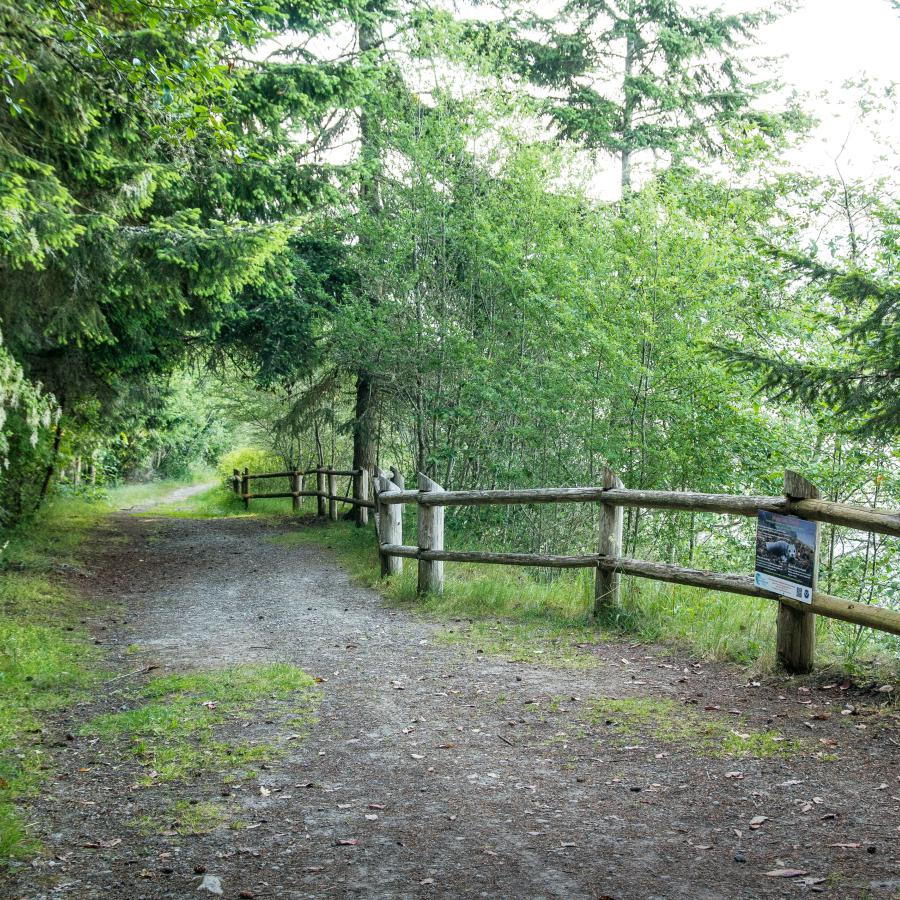 A wide dirt walking path, lined with a wood fence and covered with green trees. 