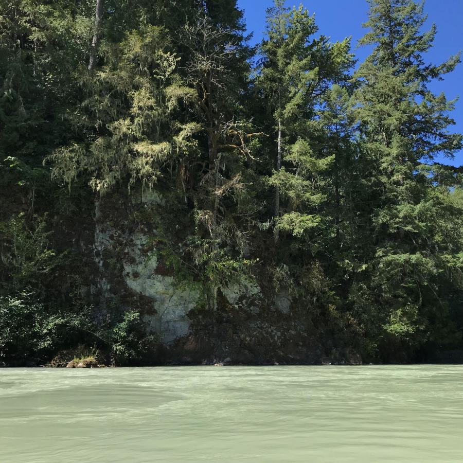 A milky green river running along a high, pine-covered shoreline.