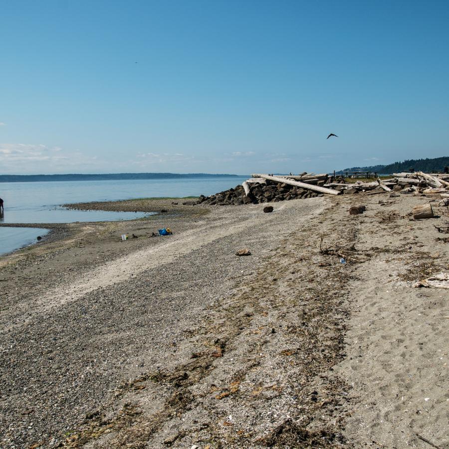 Sunny day at Saltwater beach. A person plays with their dog in the water. 