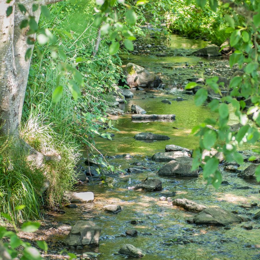 A creek running through the green forest at Saltwater State Park