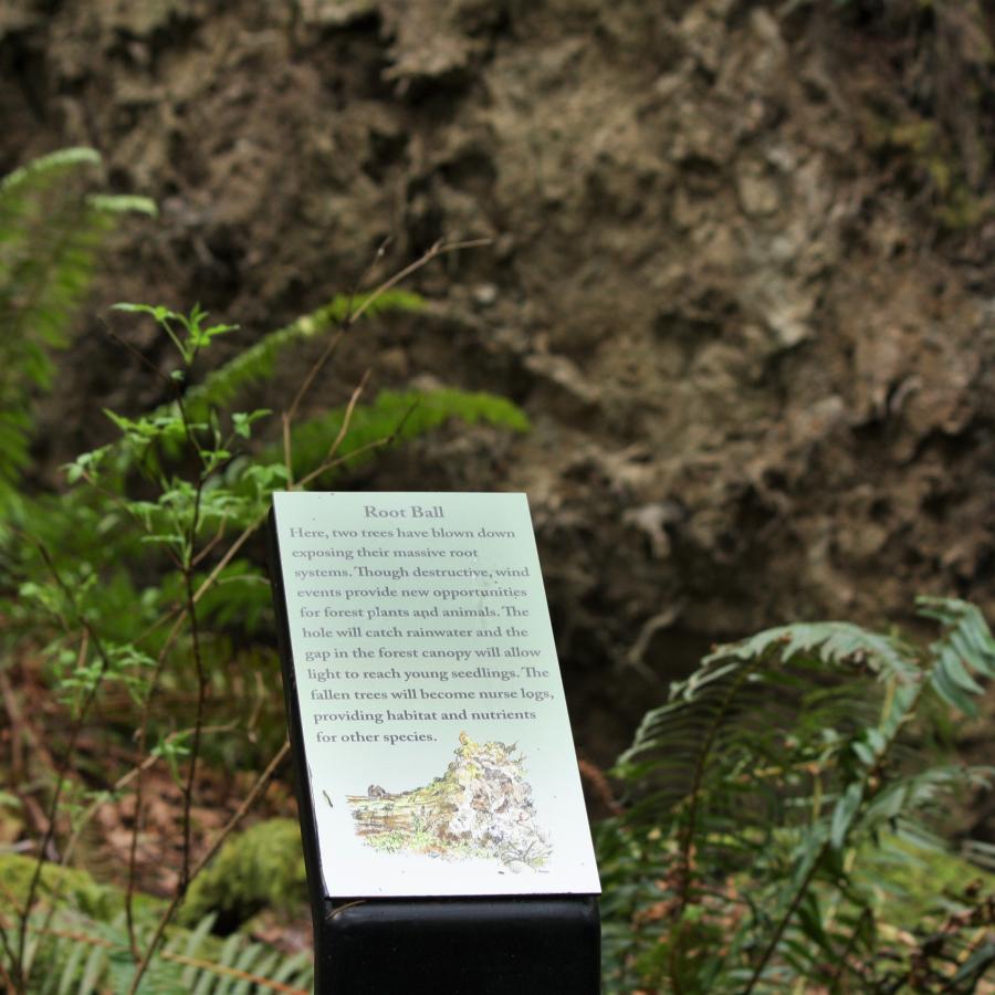 Panel describing the significance of a root ball along the interpretive loop trail.