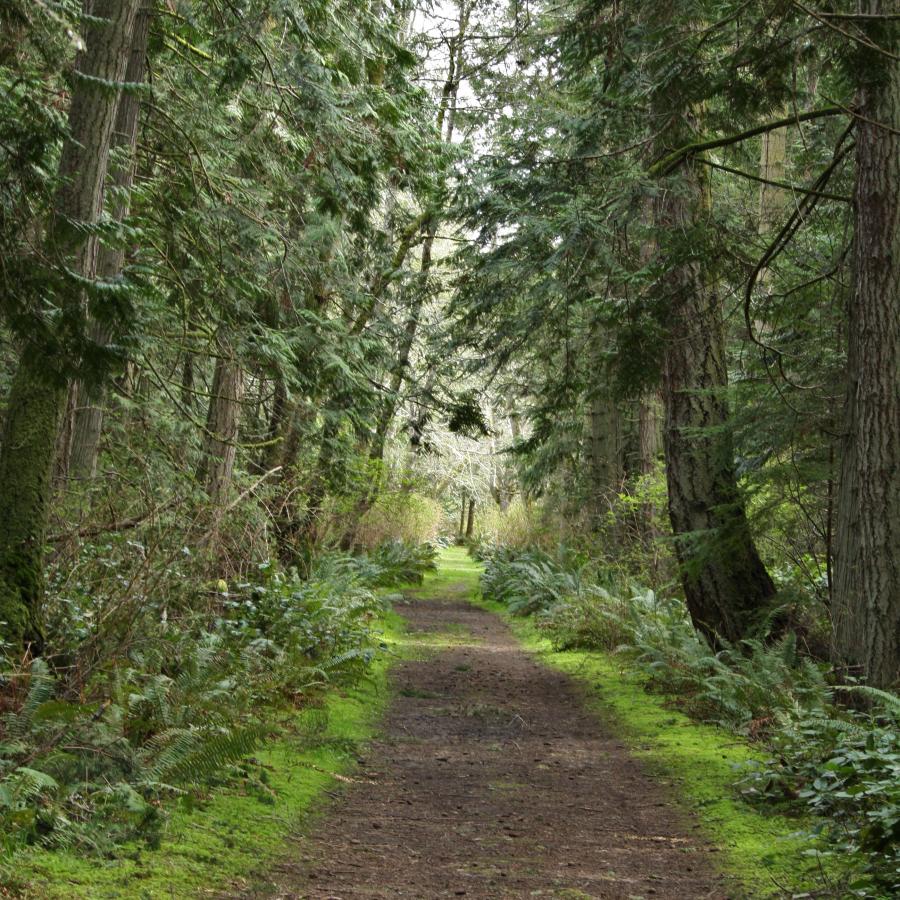 Trail through the woods.