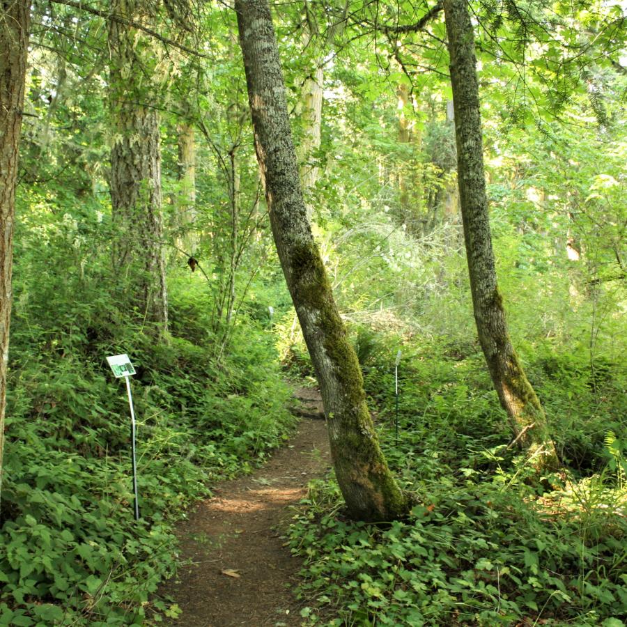 Botany Walk along a section of the Bluff Trail.