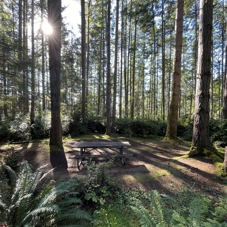 Campsite surrounded by trees