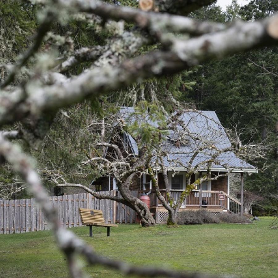 Branches with house in background