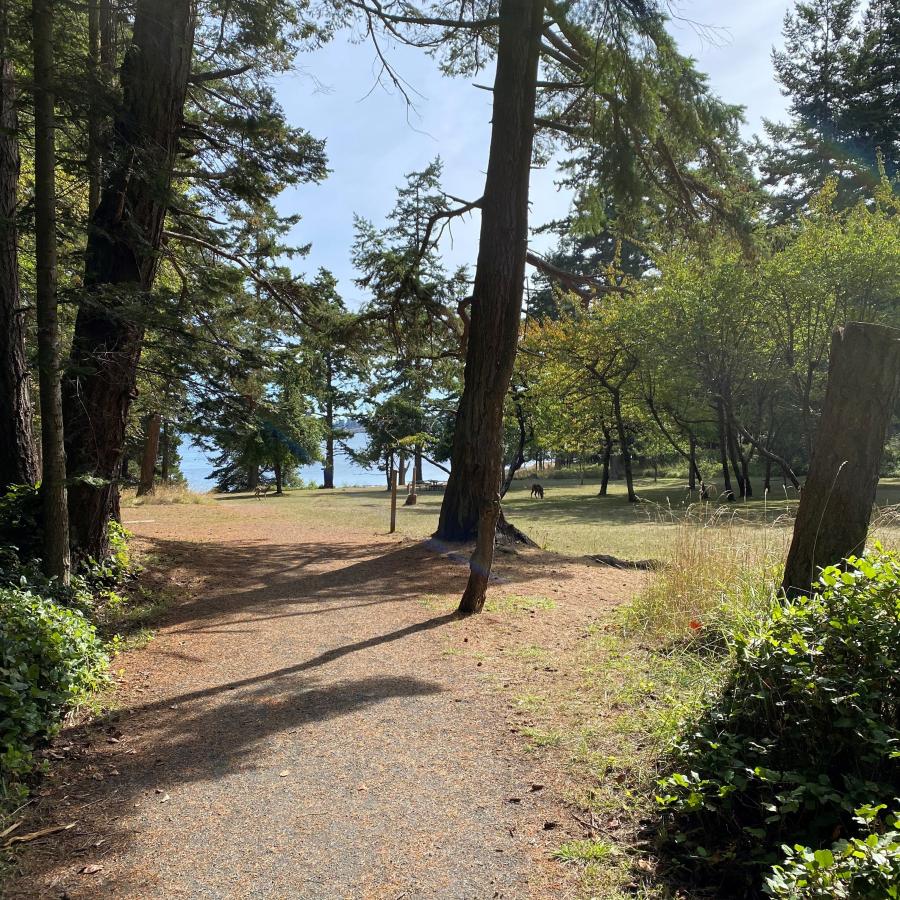 Standing on a wide trail with green bushes on the sides, two large evergreen trees sit on both sides of the trail that leads to a grassy area. In the grass area on the right is a small apple and pear orchard where a deer is eating in the shade. The back of the grass area is lined with evergreen trees and open water behind them.