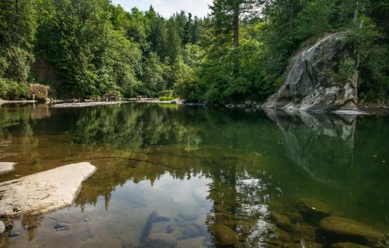 Looking over the calm, brown and green river with large rocks poking through the water. Evergreen trees are down river with a blue sky in the background.. 