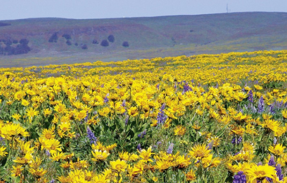 A field of yellow balsamroot with bluffs and sky in the background.