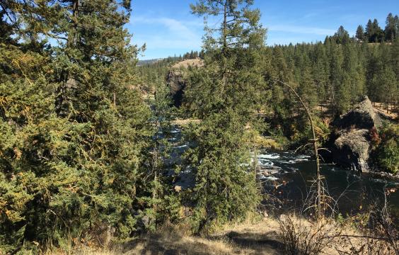 Trees near a river on a sunny day