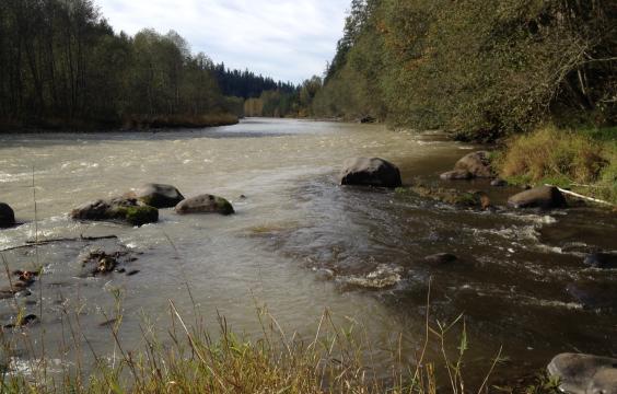 River with evergreen trees on each bank